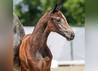 Westphalian, Mare, Foal (05/2024), Gray