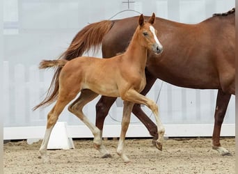 Westphalian, Mare, Foal (05/2024), Gray