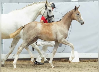 Westphalian, Mare, Foal (03/2024), Gray