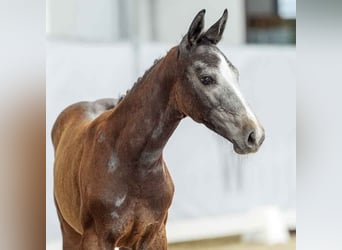 Westphalian, Mare, Foal (04/2024), Gray