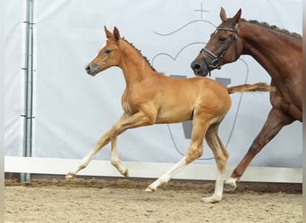 Westphalian, Mare, Foal (05/2024), Gray