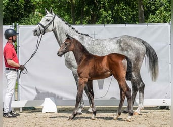 Westphalian, Mare, Foal (05/2024), Gray