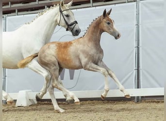 Westphalian, Mare, Foal (03/2024), Gray