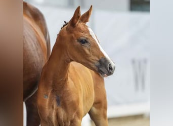 Westphalian, Mare, Foal (05/2024), Gray