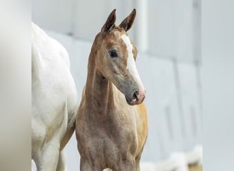 Westphalian, Mare, Foal (03/2024), Gray