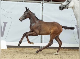 Westphalian, Mare, Foal (04/2024), Gray