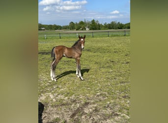Westphalian, Mare, Foal (01/2026), Grey