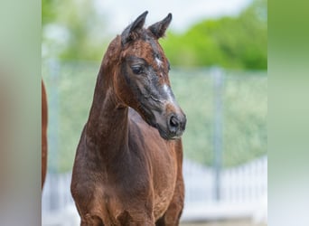 Westphalian, Mare, Foal (03/2026), Grey