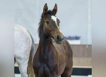 Westphalian, Mare, Foal (02/2026), Grey