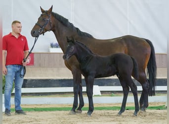 Westphalian, Mare, Foal (05/2026), Grey