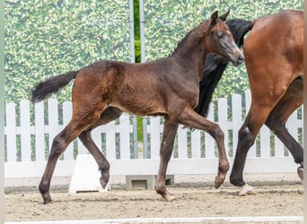 Westphalian, Mare, Foal (03/2026), Grey