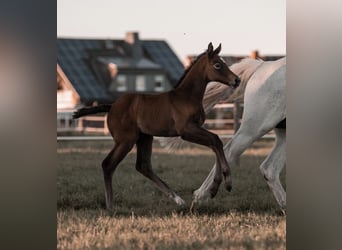 Westphalian, Mare, Foal (04/2025), Grey