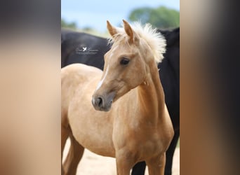 Westphalian, Mare, Foal (03/2025), Palomino