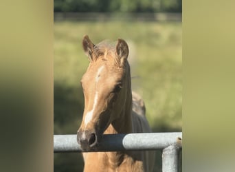 Westphalian, Mare, , Palomino