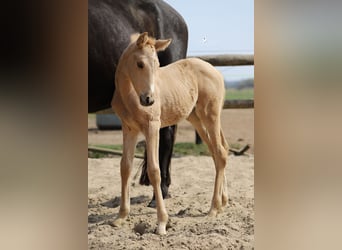 Westphalian, Mare, , Palomino