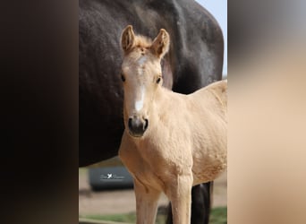 Westphalian, Mare, , Palomino