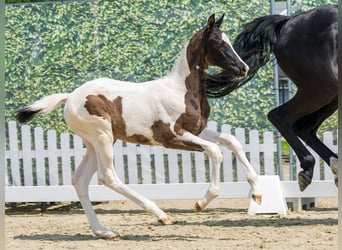Westphalian, Mare, Foal (04/2026), Pinto