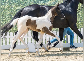 Westphalian, Mare, Foal (04/2026), Pinto