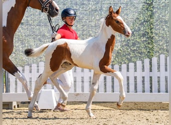 Westphalian, Mare, Foal (05/2026), Pinto
