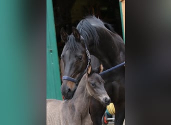 Westphalian, Mare, , Smoky-Black