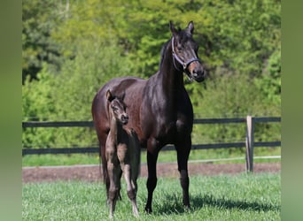 Westphalian, Mare, , Smoky-Black