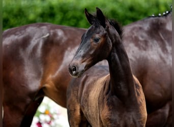 Westphalian, Mare, , Smoky-Black