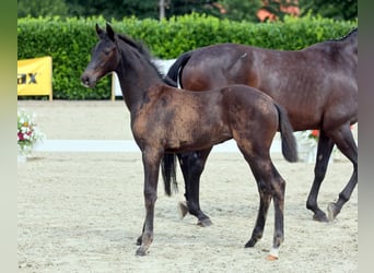 Westphalian, Mare, , Smoky-Black