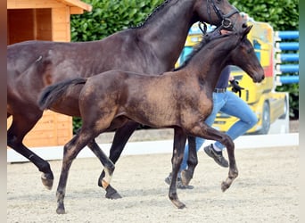 Westphalian, Mare, , Smoky-Black