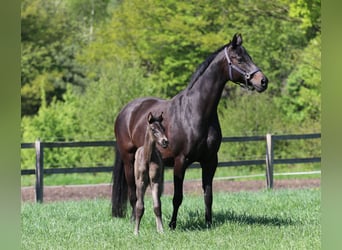 Westphalian, Mare, , Smoky-Black