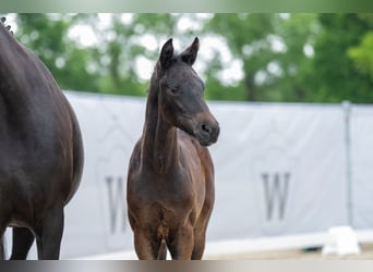 Westphalian, Mare, Foal (03/2023), Smoky-Black