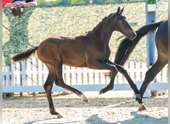 Westphalian, Mare, Foal (04/2026), Smoky-Black