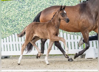 Westphalian, Mare, Foal (03/2026), Smoky-Black