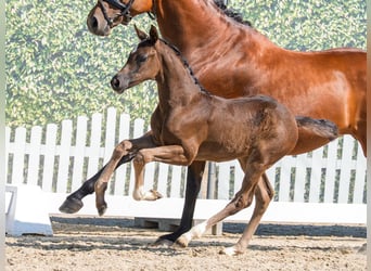 Westphalian, Mare, Foal (05/2026), Smoky-Black