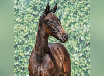 Westphalian, Mare, Foal (05/2025), Smoky-Black