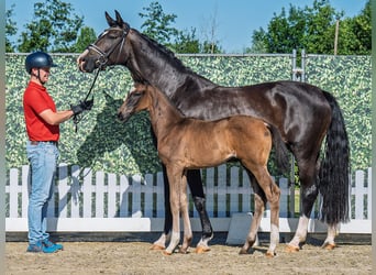 Westphalian, Mare, , Smoky-Black