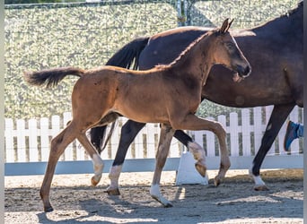 Westphalian, Mare, , Smoky-Black