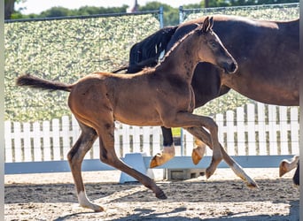 Westphalian, Mare, , Smoky-Black