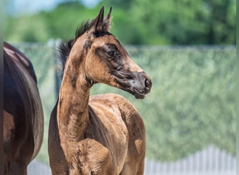 Westphalian, Mare, , Smoky-Black