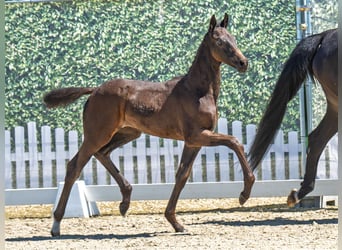 Westphalian, Mare, Foal (05/2025), Smoky-Black