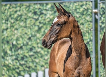 Westphalian, Mare, , Smoky-Black