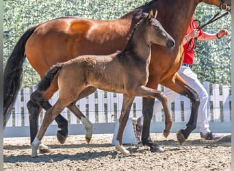 Westphalian, Mare, , Smoky-Black