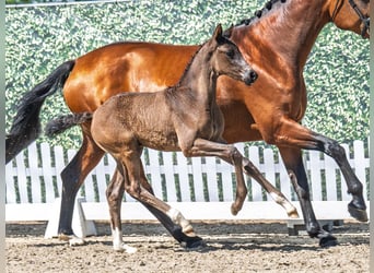 Westphalian, Mare, , Smoky-Black