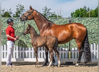 Westphalian, Mare, , Smoky-Black