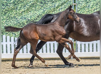 Westphalian, Mare, Foal (05/2025), Smoky-Black