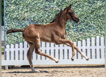 Westphalian, Mare, , Smoky-Black