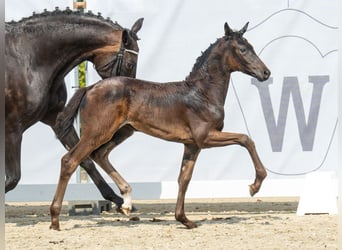 Westphalian, Mare, Foal (06/2024), Smoky-Black