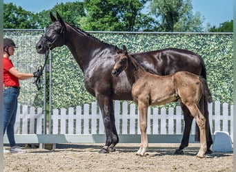 Westphalian, Mare, , Smoky-Black