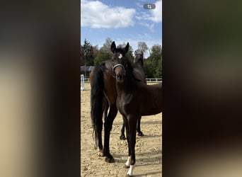 Westphalian, Mare, Foal (05/2026), Smoky-Black