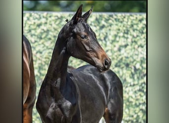 Westphalian, Mare, Foal (03/2025), Smoky-Black