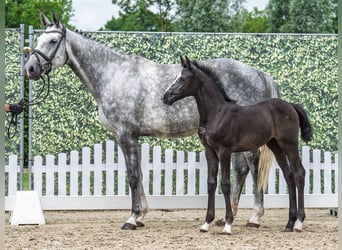 Westphalian, Mare, Foal (04/2025), Smoky-Black